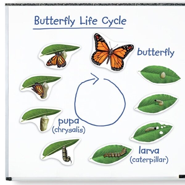 Μαγνητικός Κύκλος Ζωής Πεταλούδας