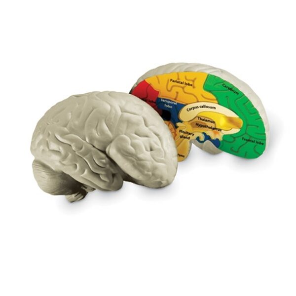 Αφρώδες Μοντέλο Εγκεφάλου